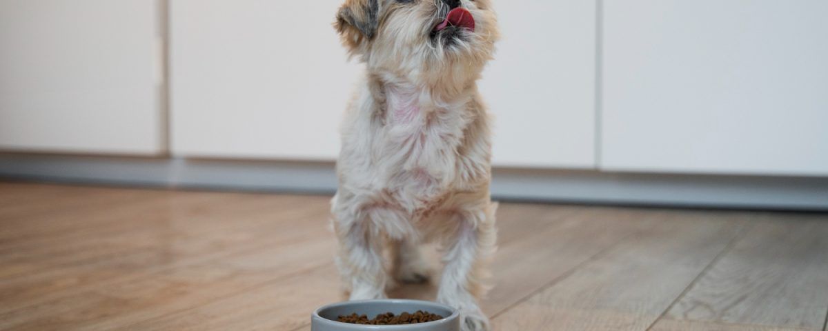 mancare-gatita-pentru-caini-bichon