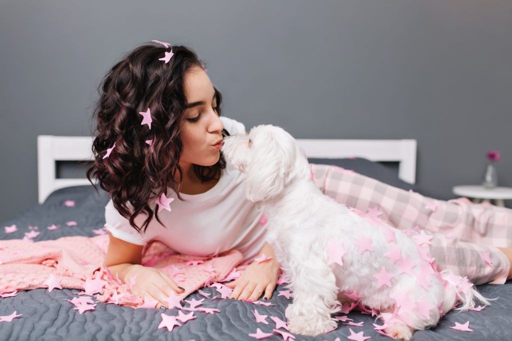 mancare-gatita-pentru-caini-bichon-2